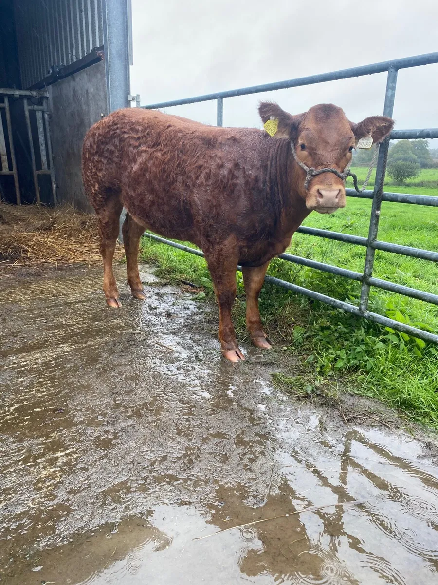 Belgian blue AI breed heifer - Image 3