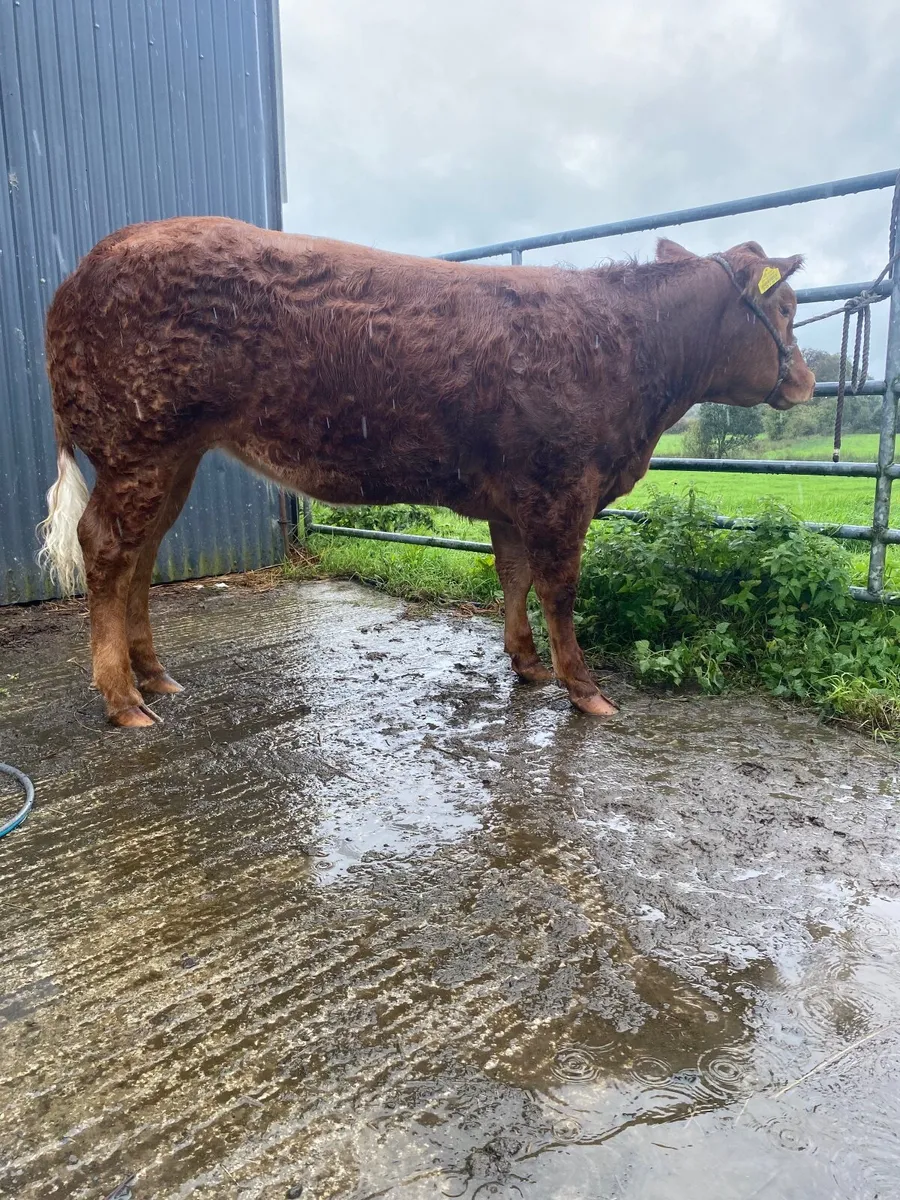 Belgian blue AI breed heifer - Image 4