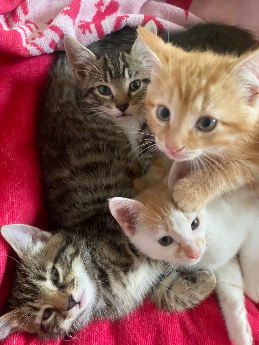 Kittens - Image 4