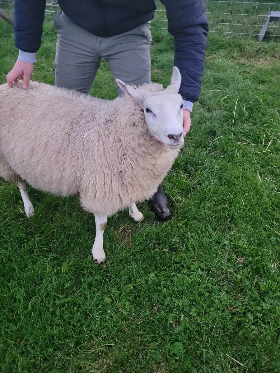 ☆ Smashing Ewe Lamb for sale ☆ - Image 2