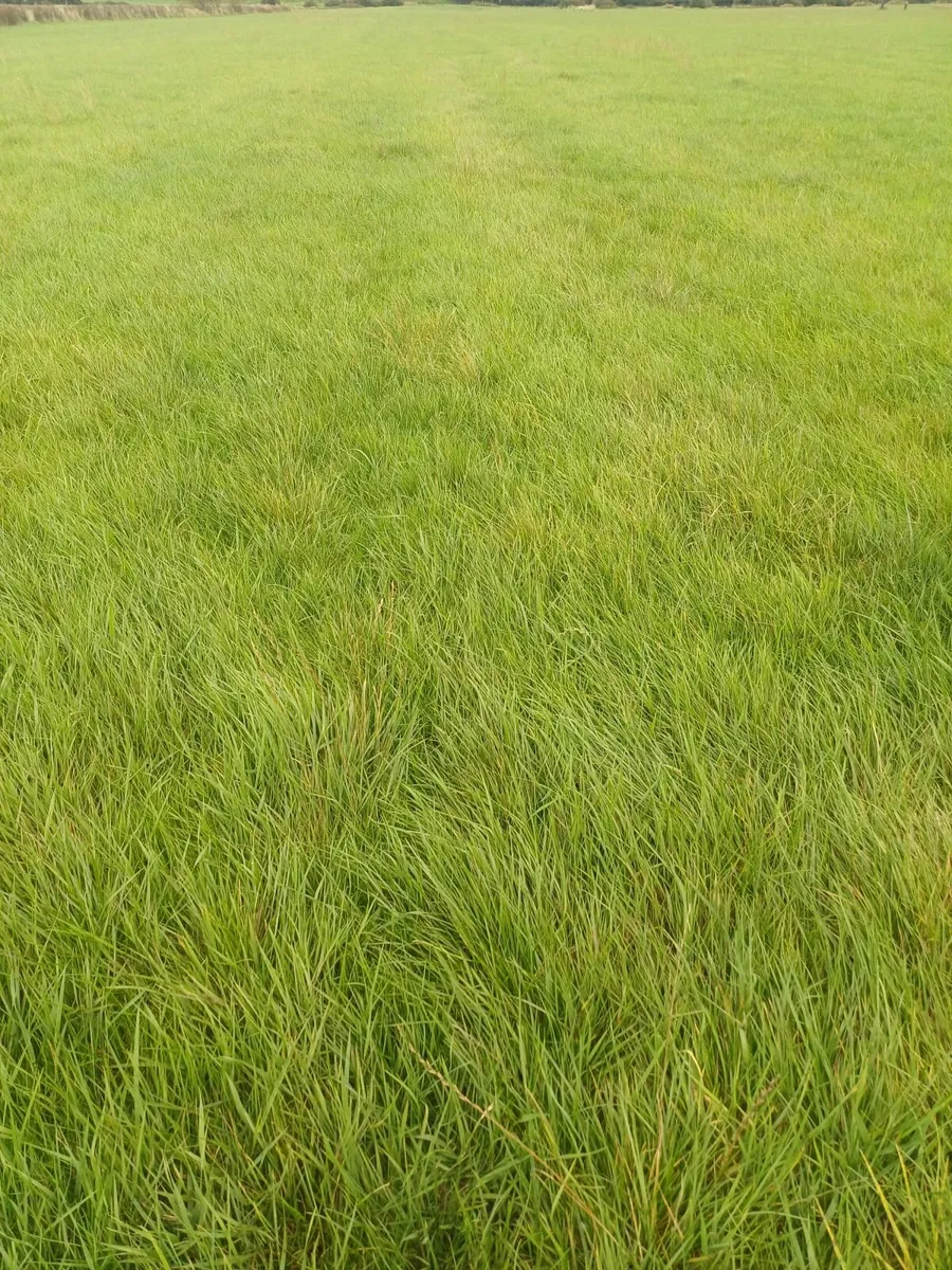 Grass for baling - Image 2