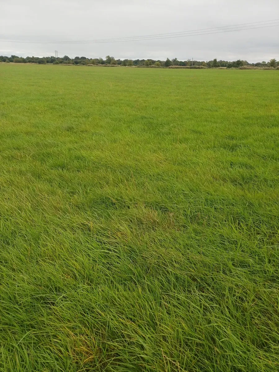 Grass for baling - Image 1