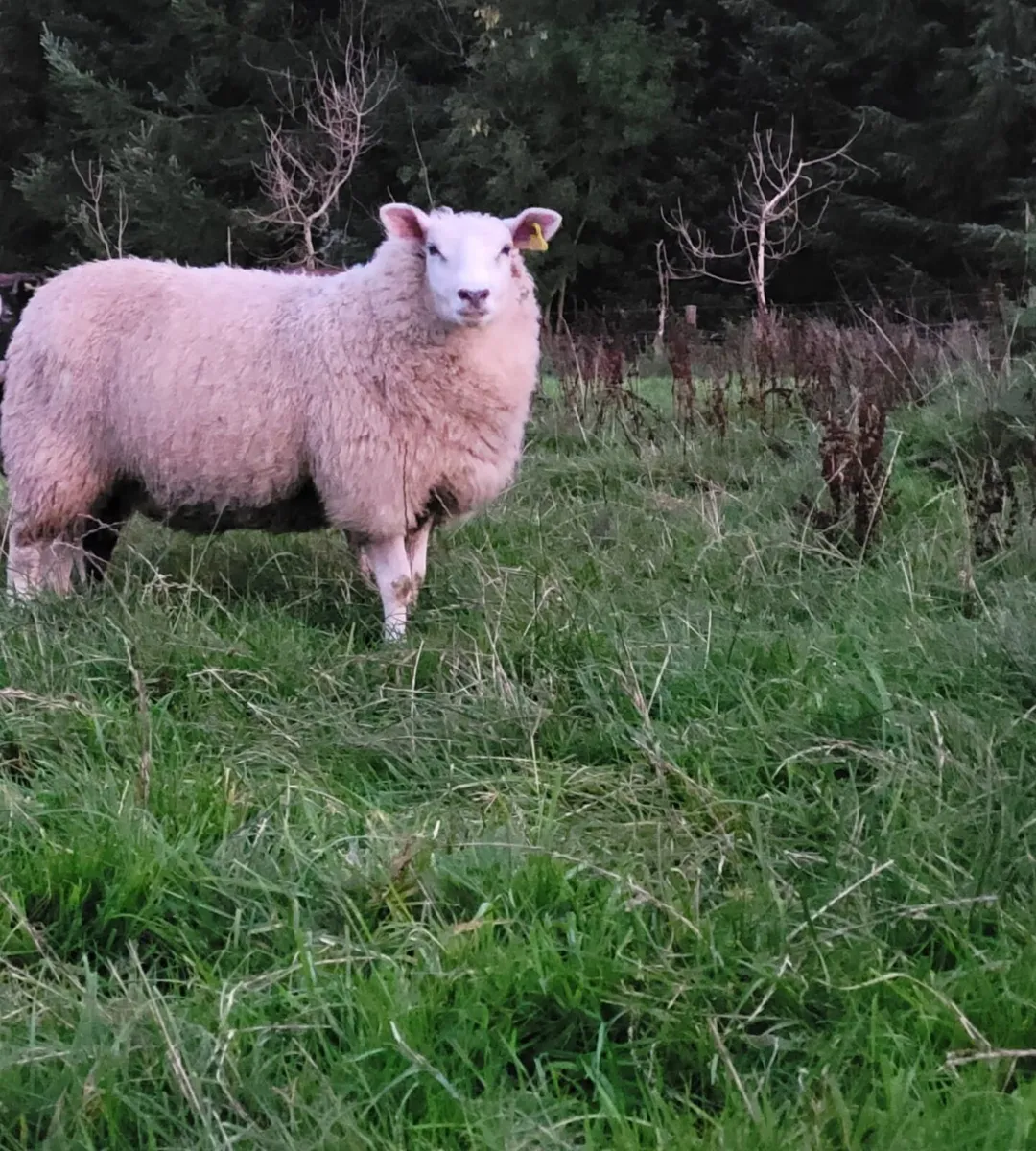 ☆ Smashing Ewe Lamb for sale ☆ - Image 1