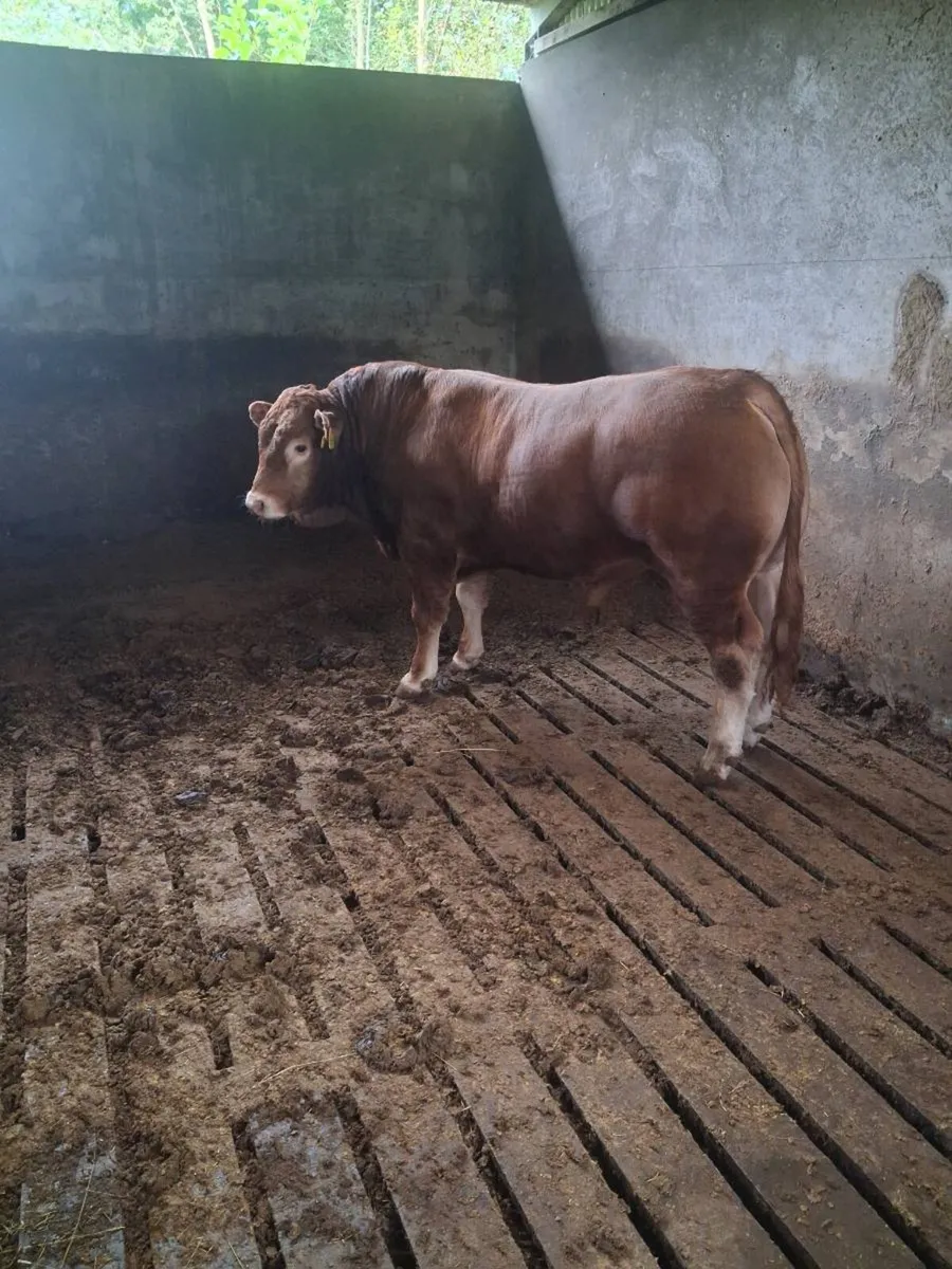 SUPER PEDIGREE LIMOUSIN BULL - Image 3