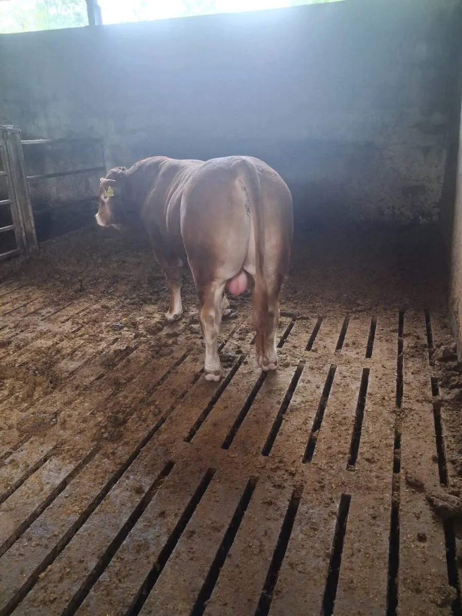SUPER PEDIGREE LIMOUSIN BULL - Image 4