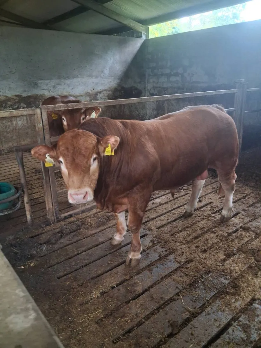 SUPER PEDIGREE LIMOUSIN BULL - Image 1