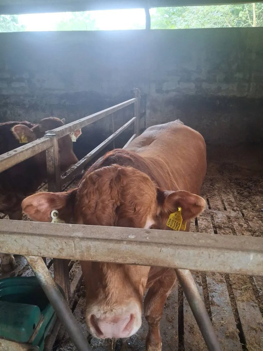 SUPER PEDIGREE LIMOUSIN BULL - Image 2