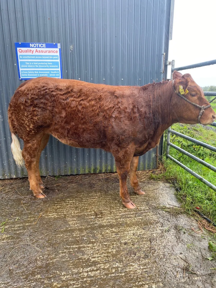 Belgian blue AI breed heifer - Image 1
