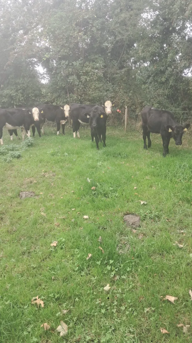 Weanling heifers - Image 4