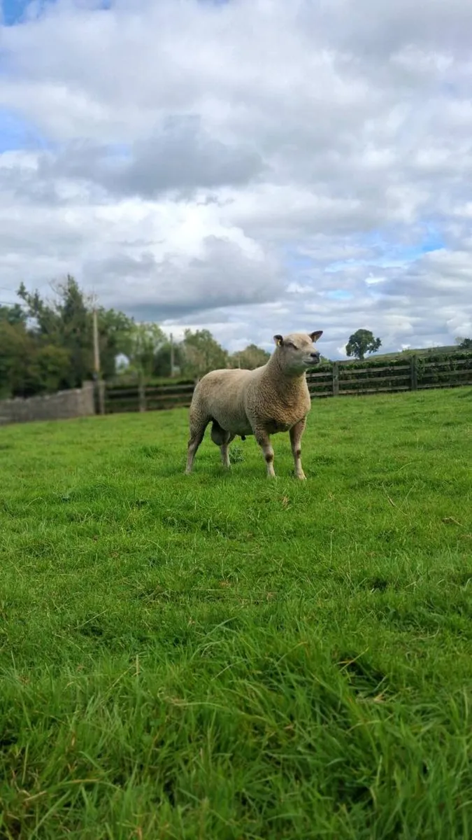 Hogget Rams - Image 3