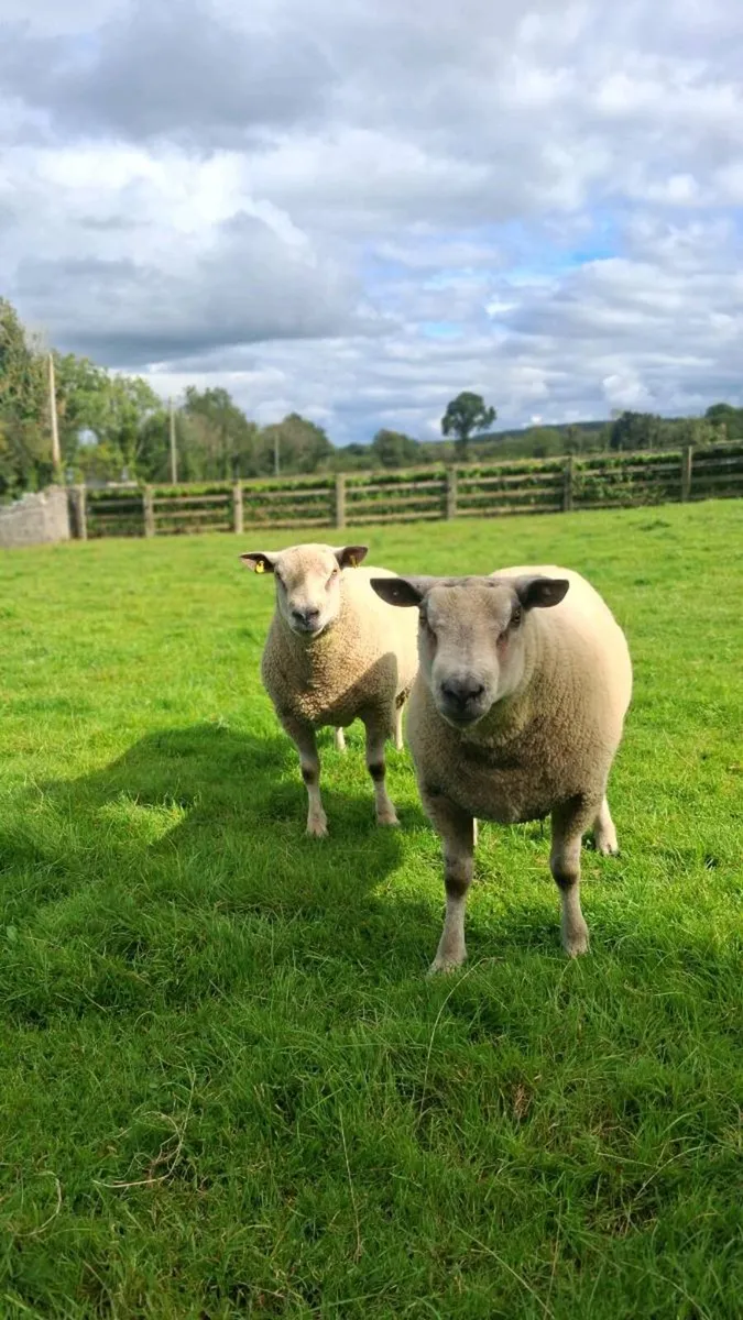Hogget Rams - Image 4