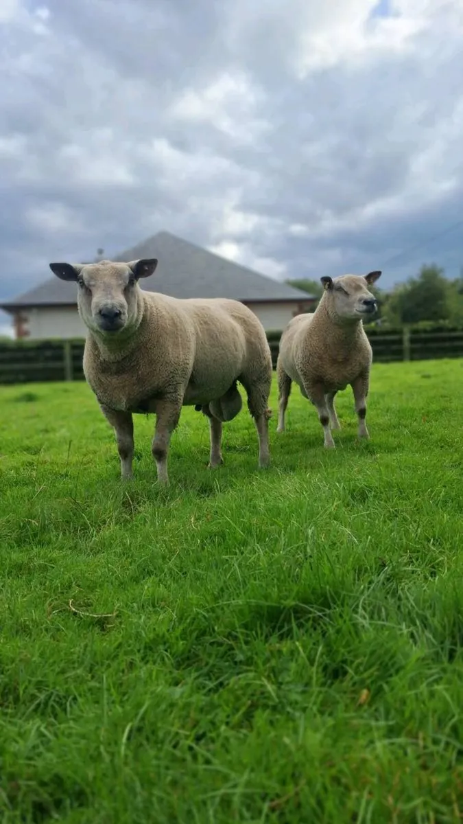 Hogget Rams - Image 1