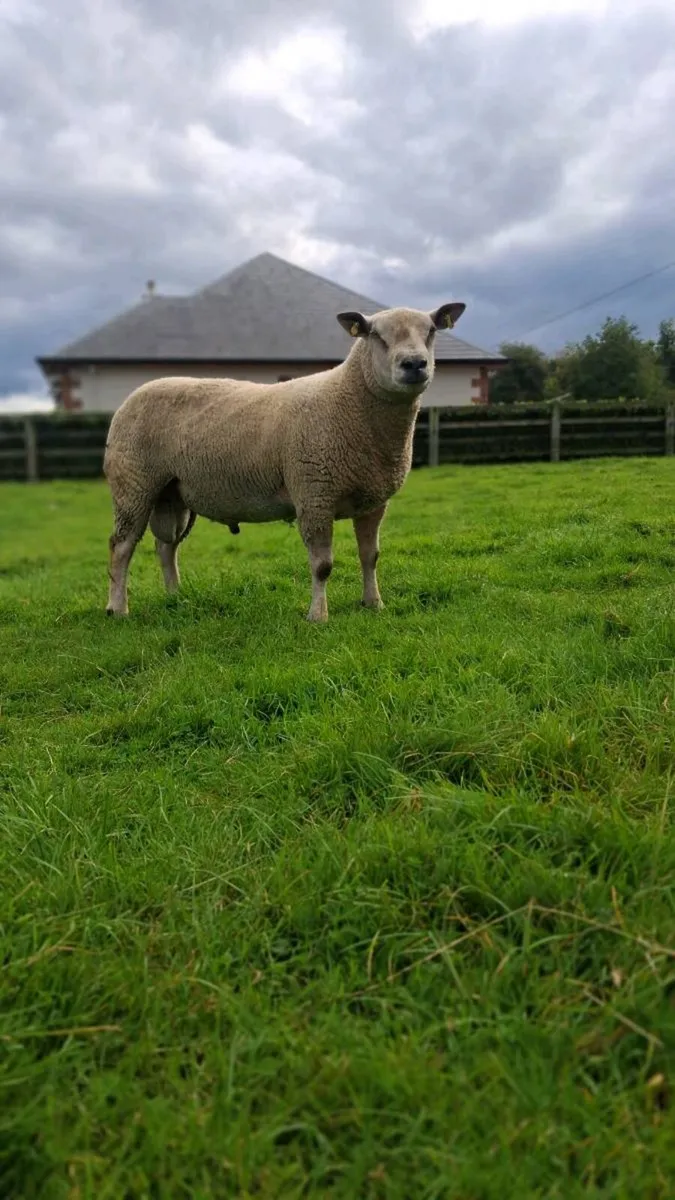 Hogget Rams - Image 2