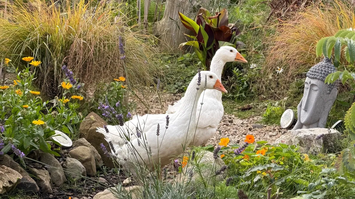 Geese - Image 1