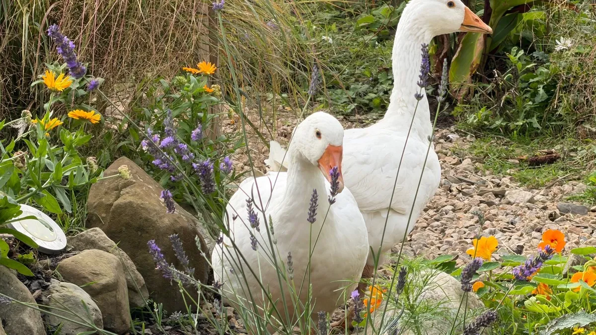 Geese - Image 2