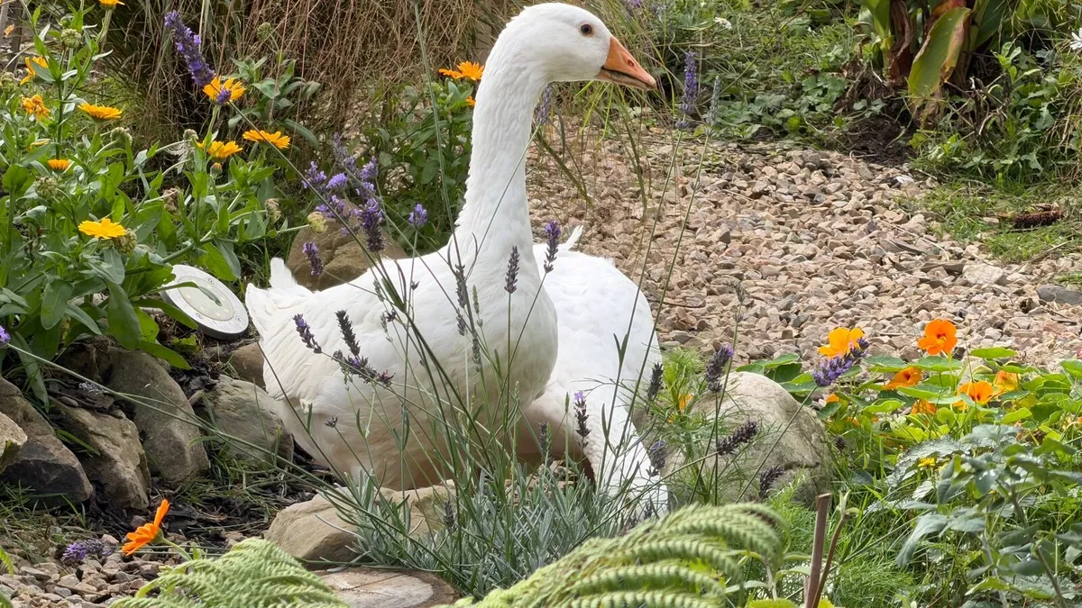 Geese - Image 3