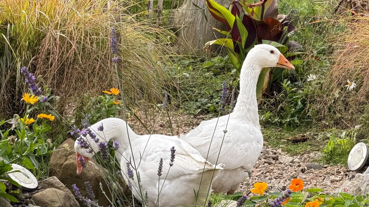 Geese - Image 4