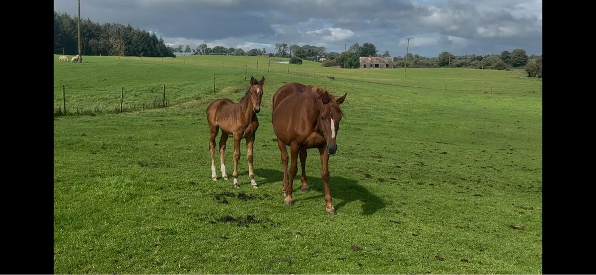 Beachball broodmare with foal