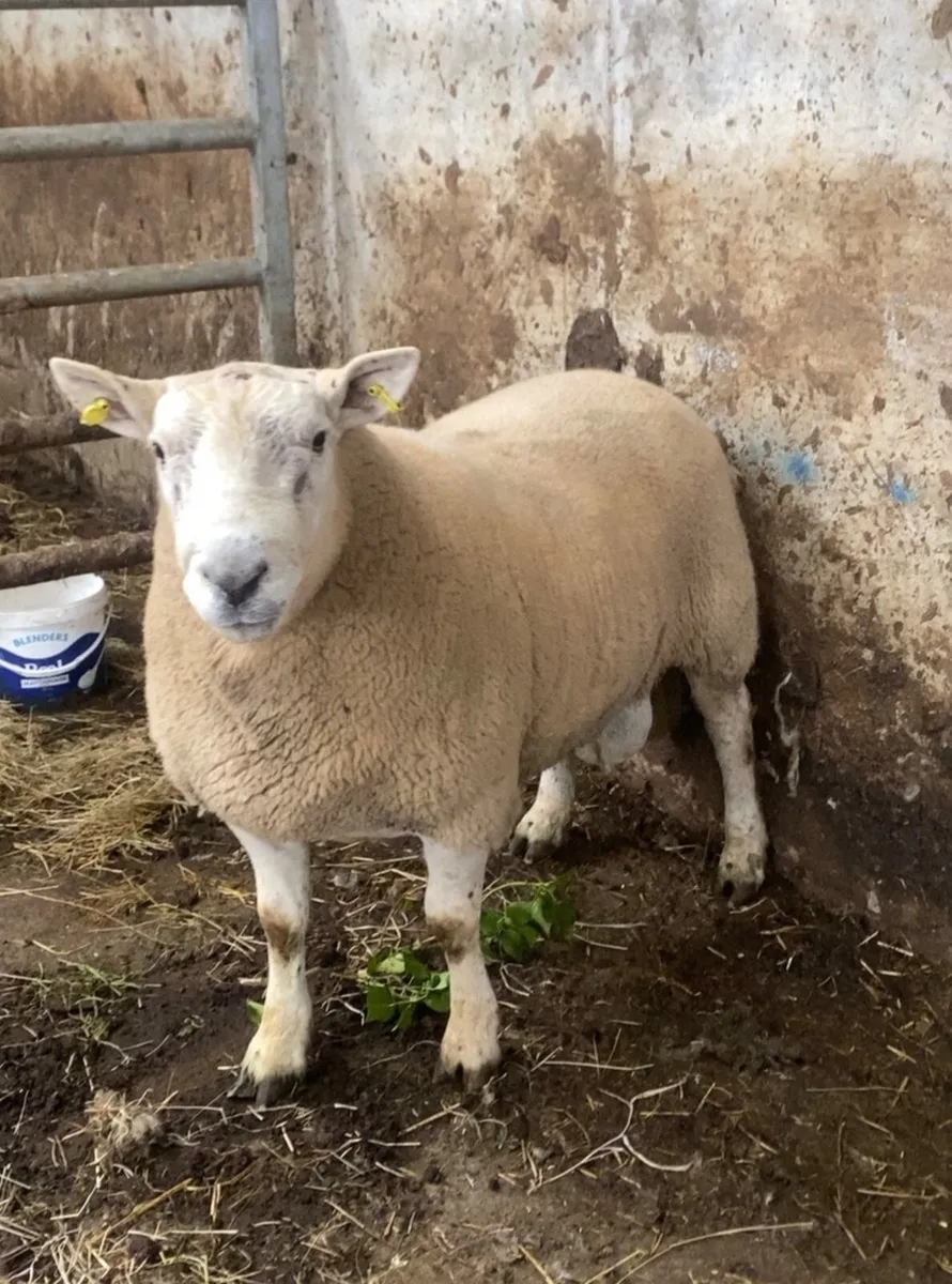 🔥 Texel cross ram 🔥 - Image 1