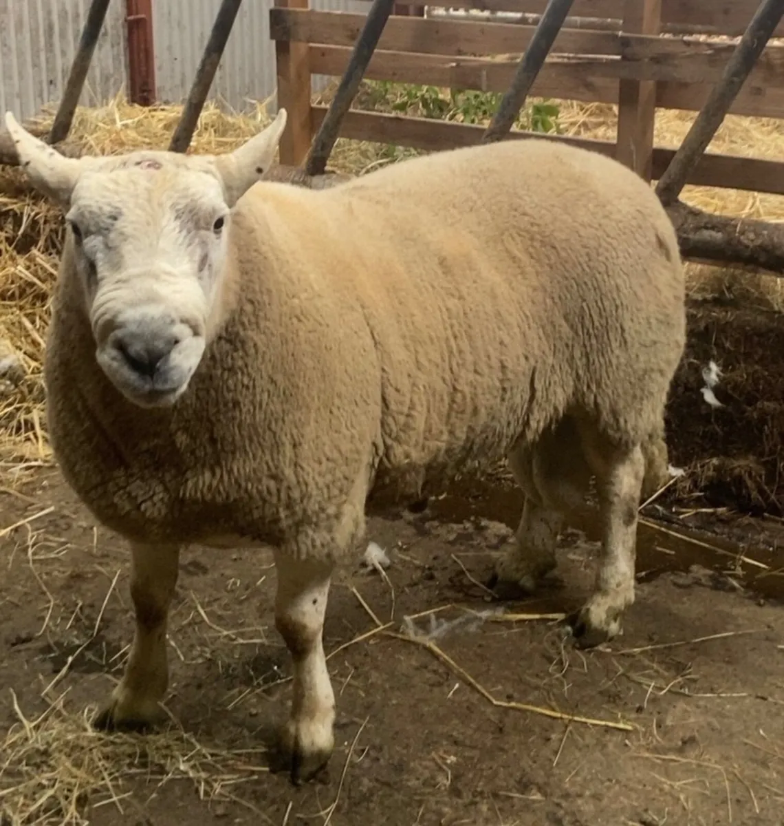 🔥 Texel cross ram 🔥 - Image 2