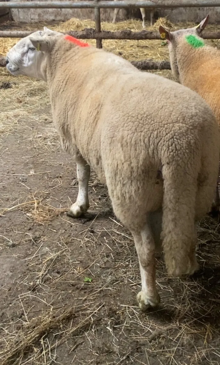 🔥 Texel cross ram 🔥 - Image 3