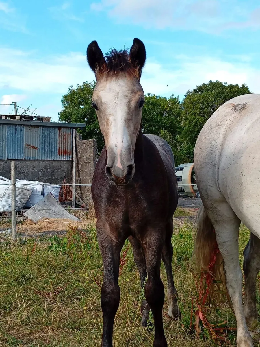 Derryveeney Cruise Colt Foal - Image 1