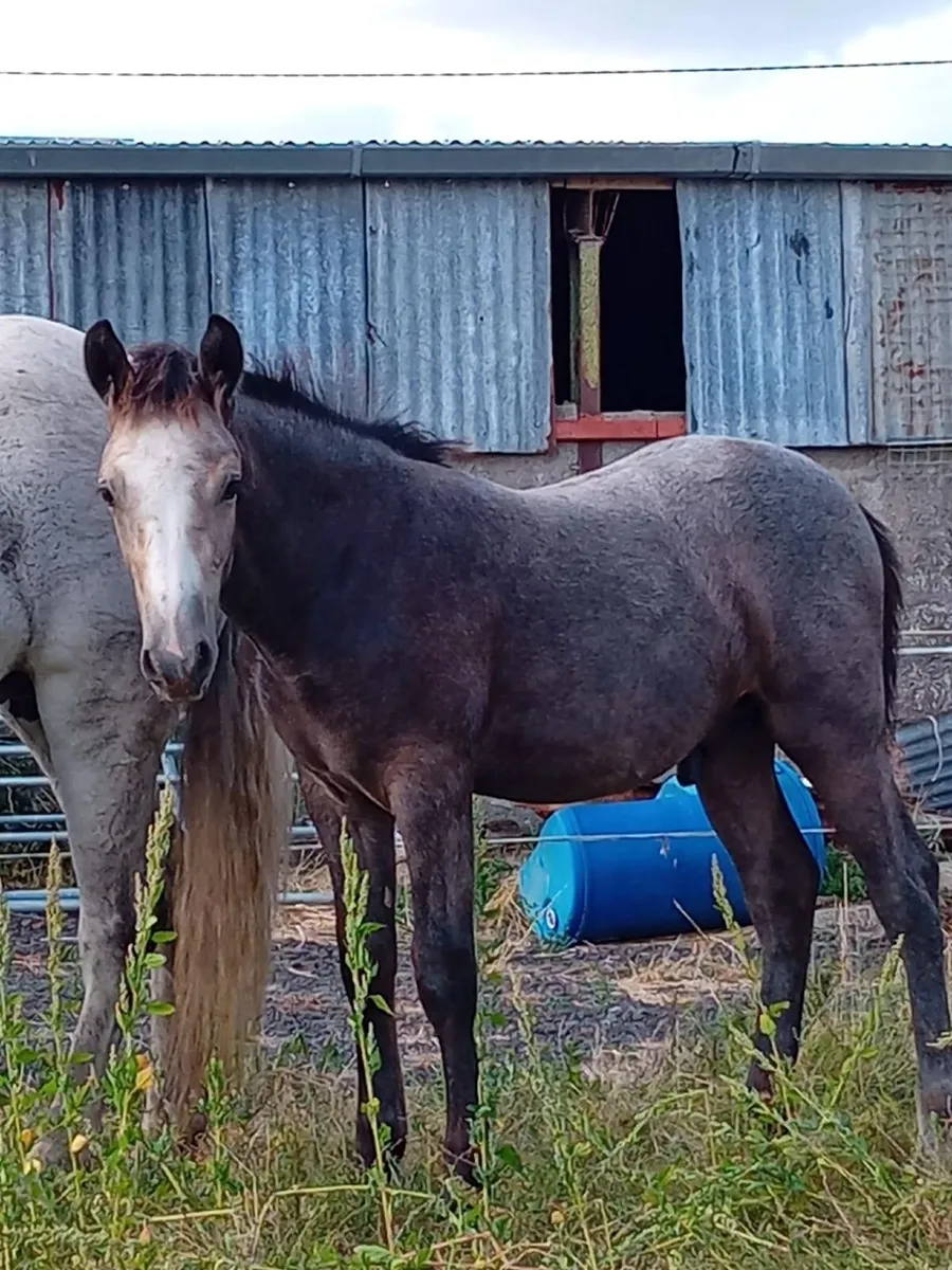 Derryveeney Cruise Colt Foal - Image 2
