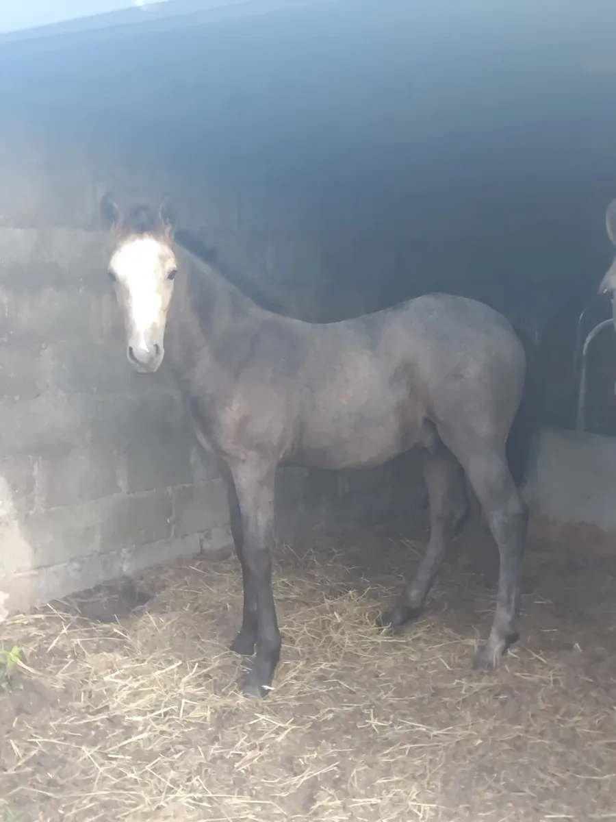 Derryveeney Cruise Colt Foal - Image 3