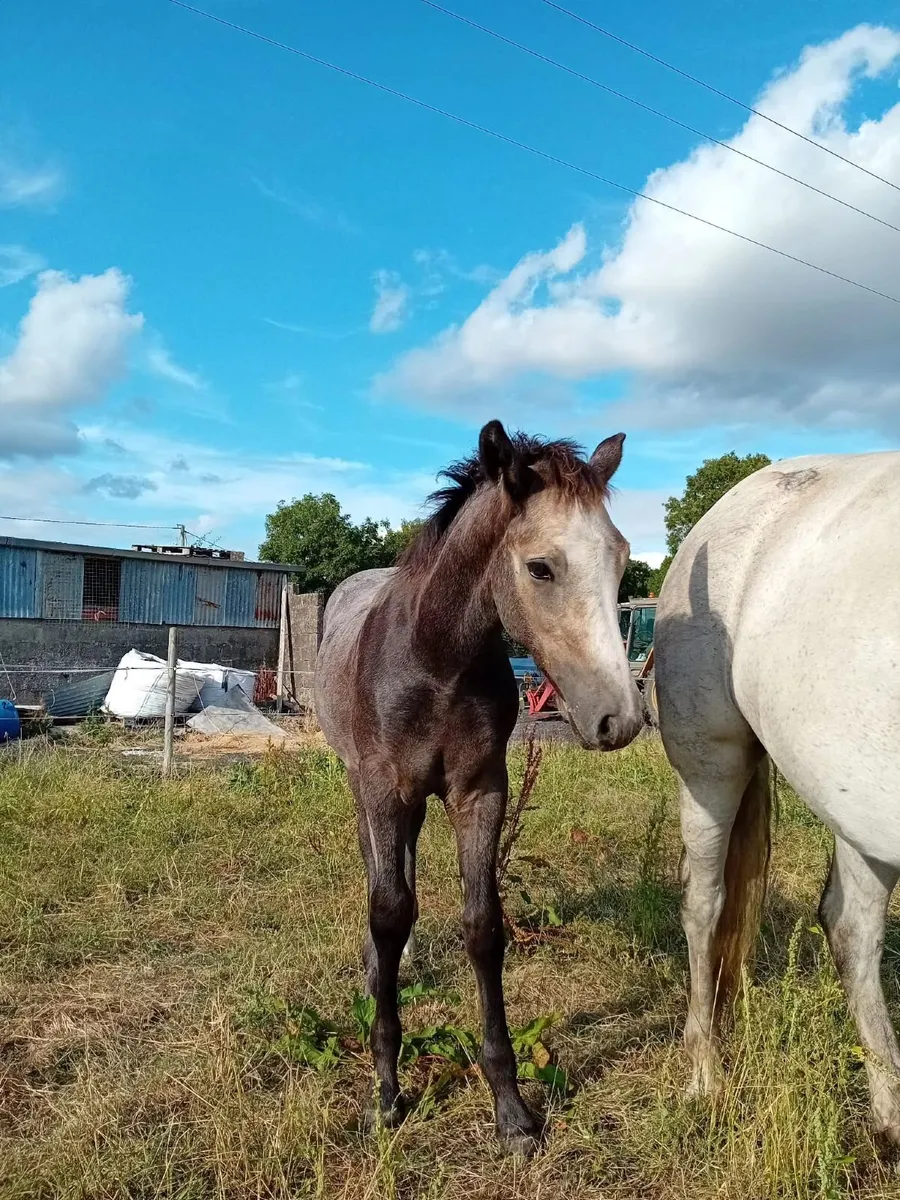 Derryveeney Cruise Colt Foal - Image 4