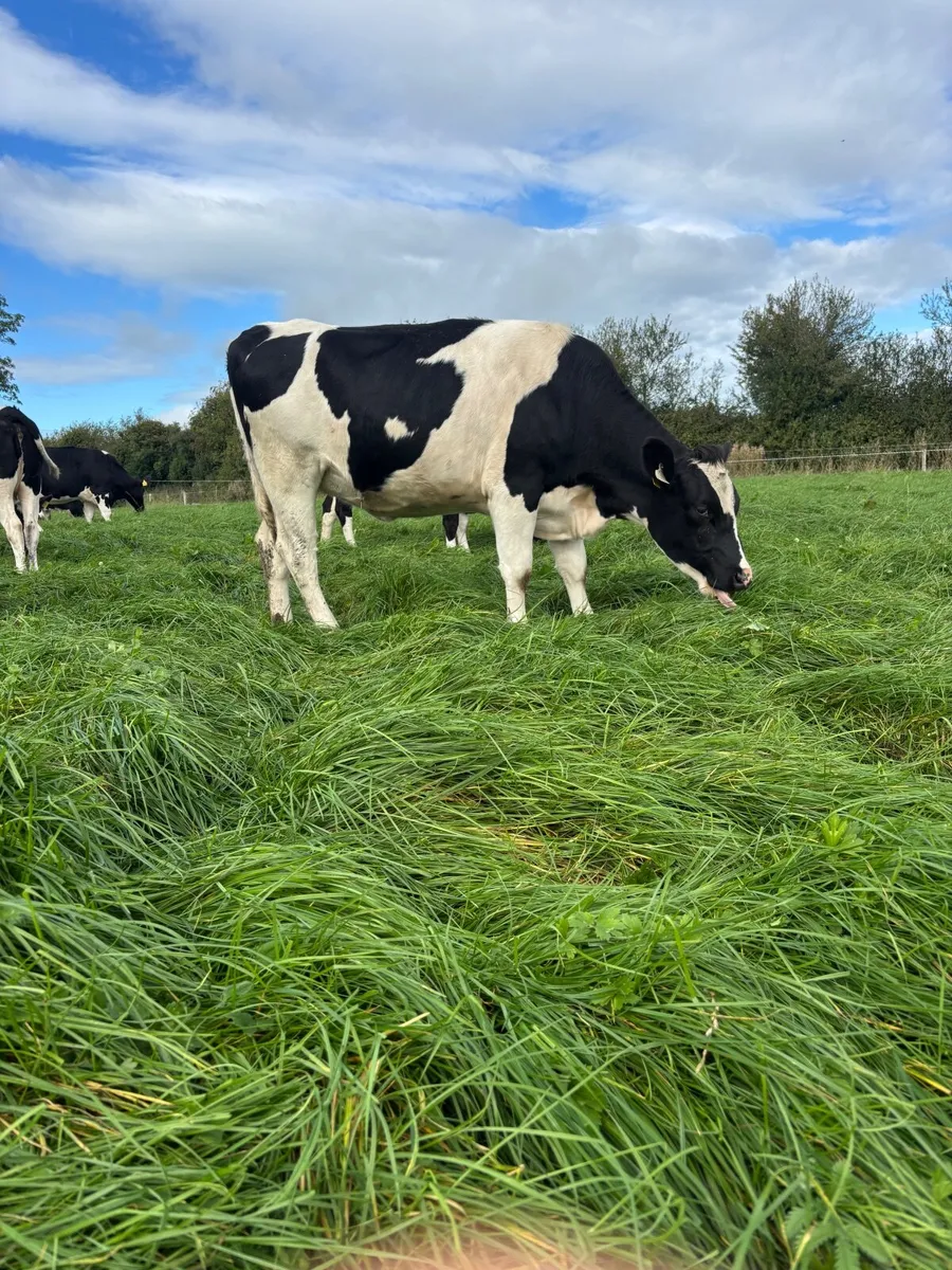 Incalf heifers - Image 4