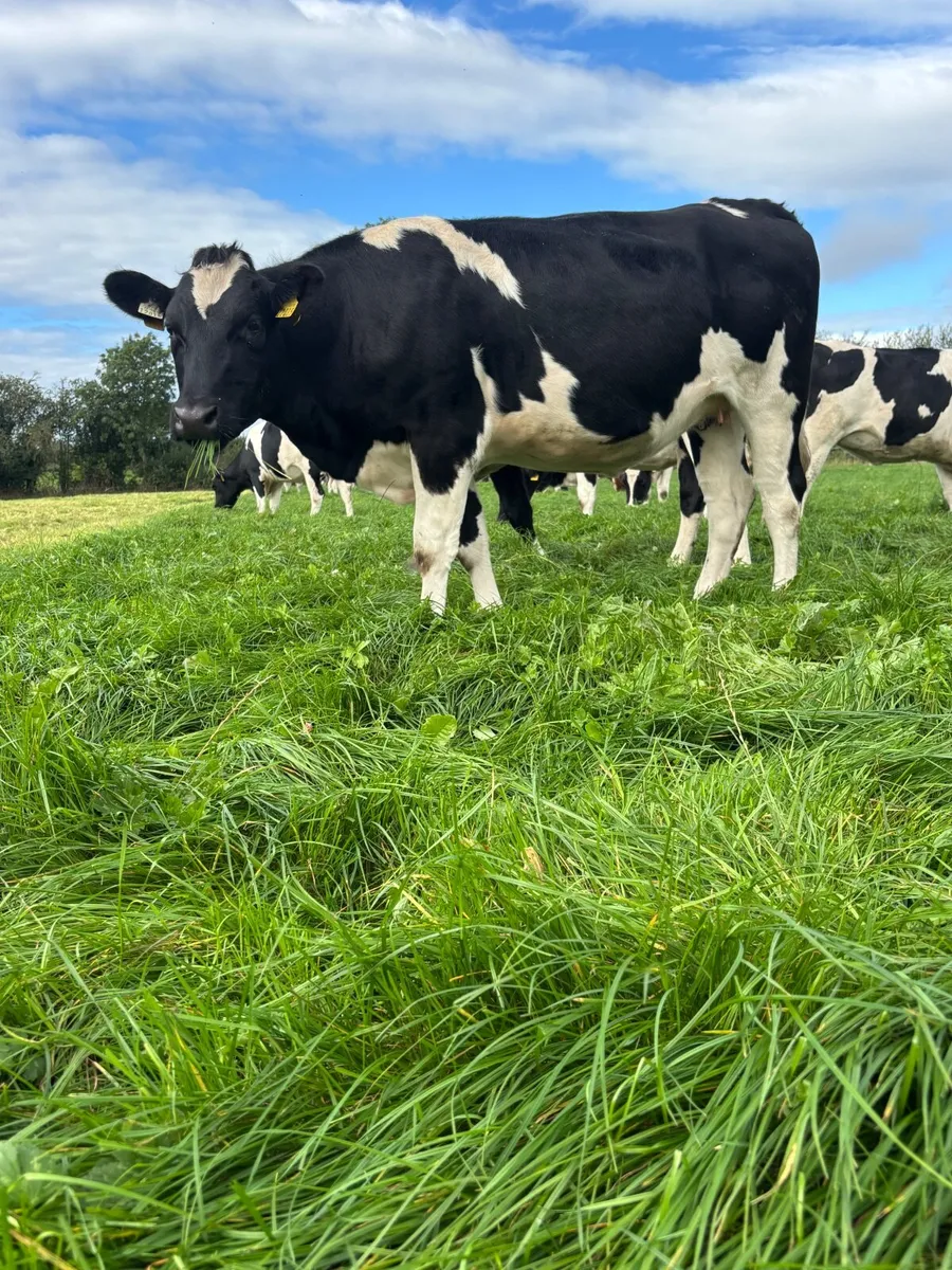 Incalf heifers - Image 2
