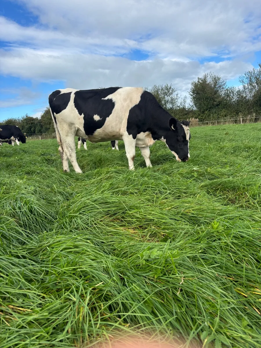 Incalf heifers - Image 3