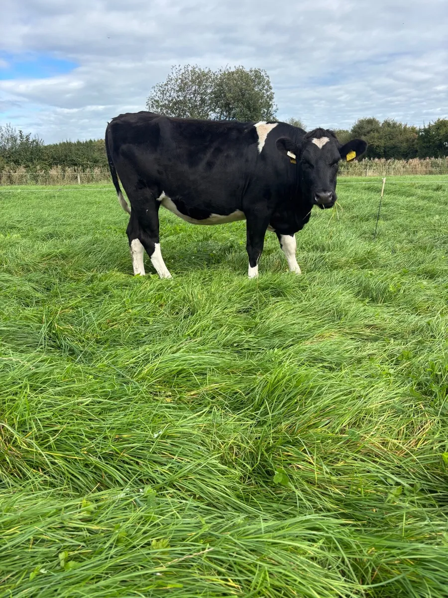 Incalf heifers - Image 1