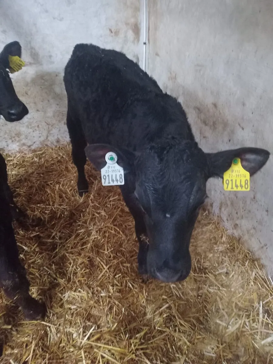 AA Calf - Image 1