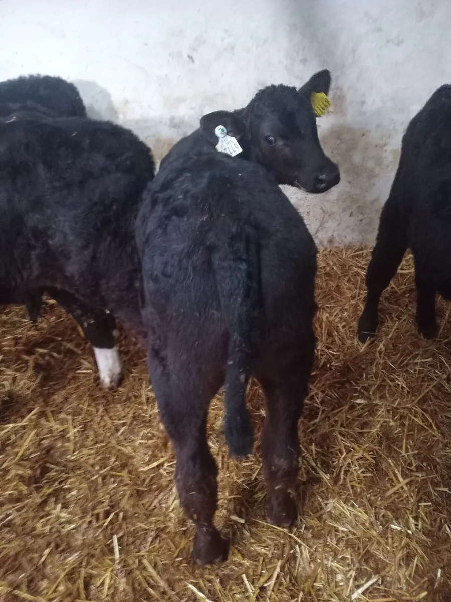 AA Calf - Image 2