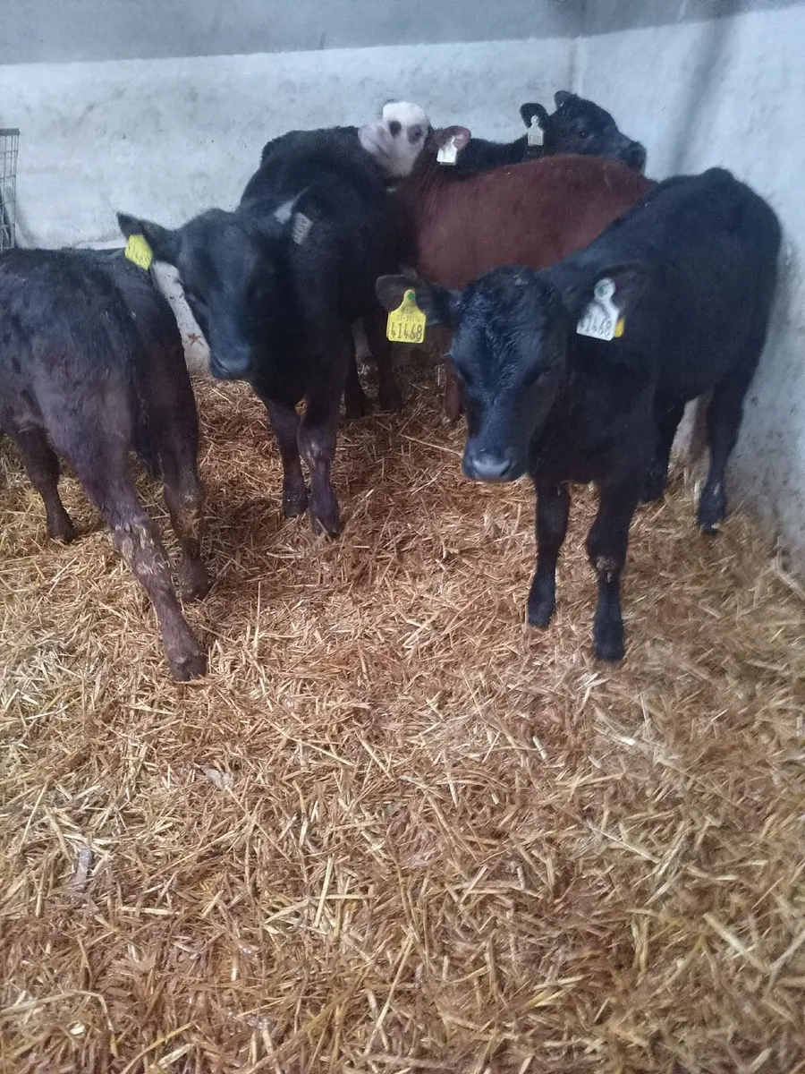 AA Calf - Image 3