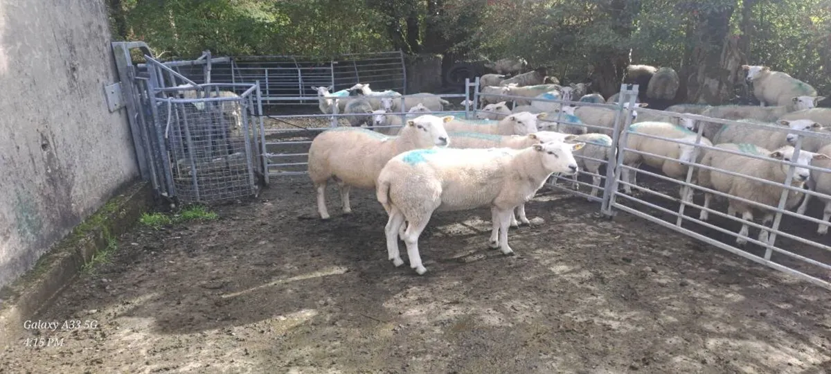 LIEYN RAMS FOR SALE - Image 3