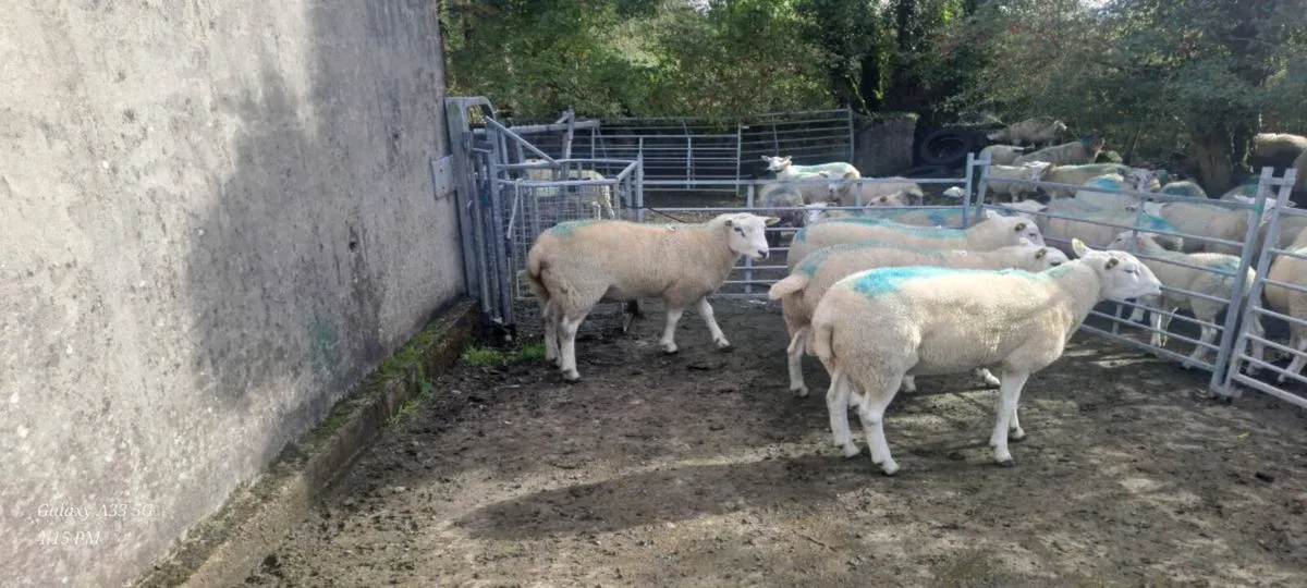 LIEYN RAMS FOR SALE - Image 4