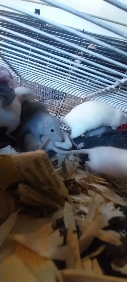 Pet baby rats - Image 1