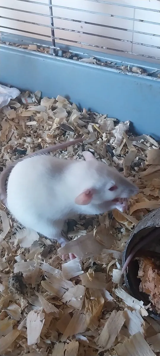 Pet baby rats - Image 2