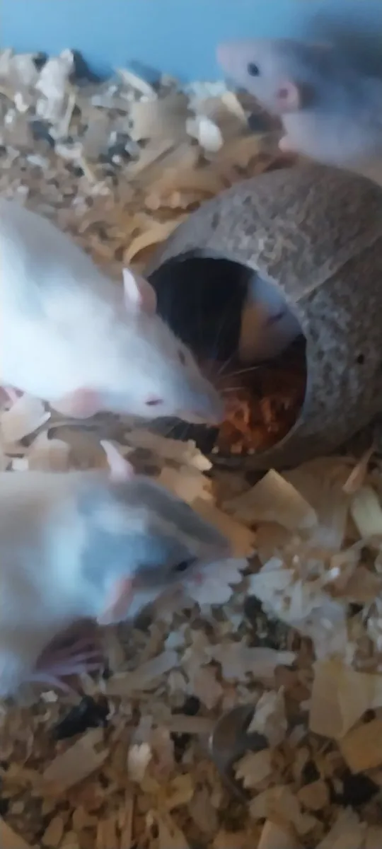 Pet baby rats - Image 4