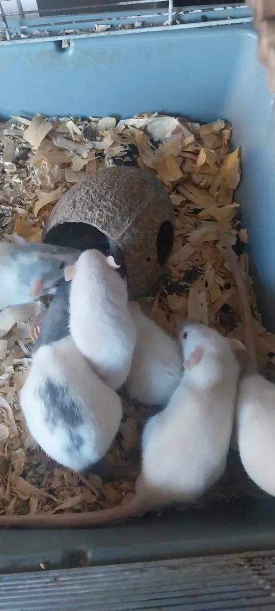 Pet baby rats - Image 3