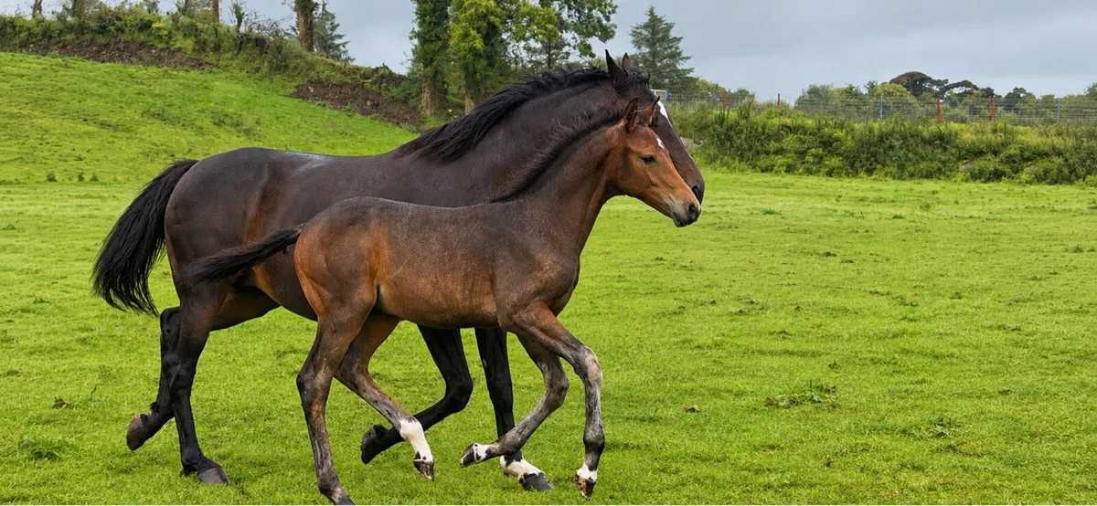 Kings Cornet Broodmare with foal - Image 1