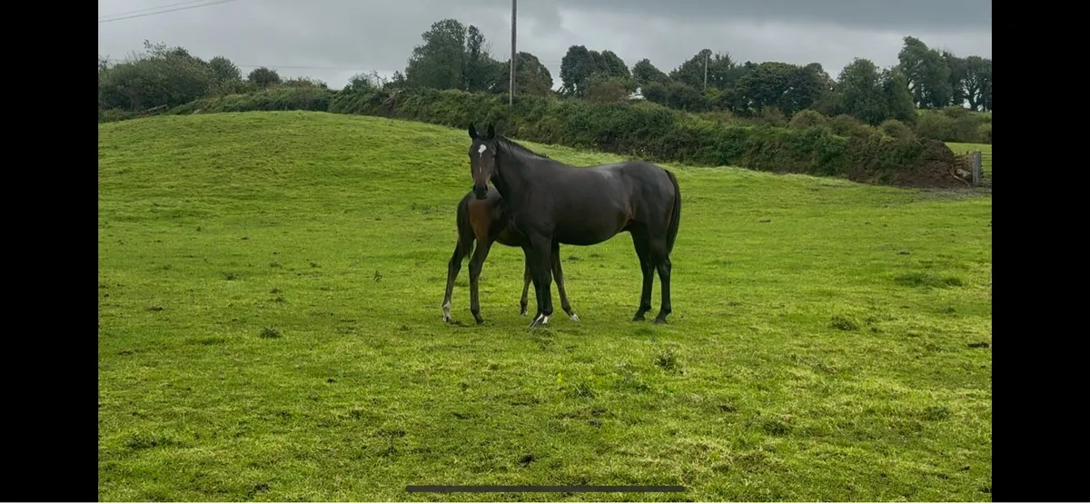 Kings Cornet Broodmare with foal - Image 2