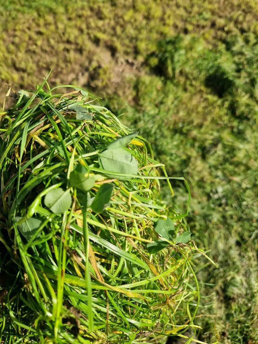 Silage bale's - Image 3