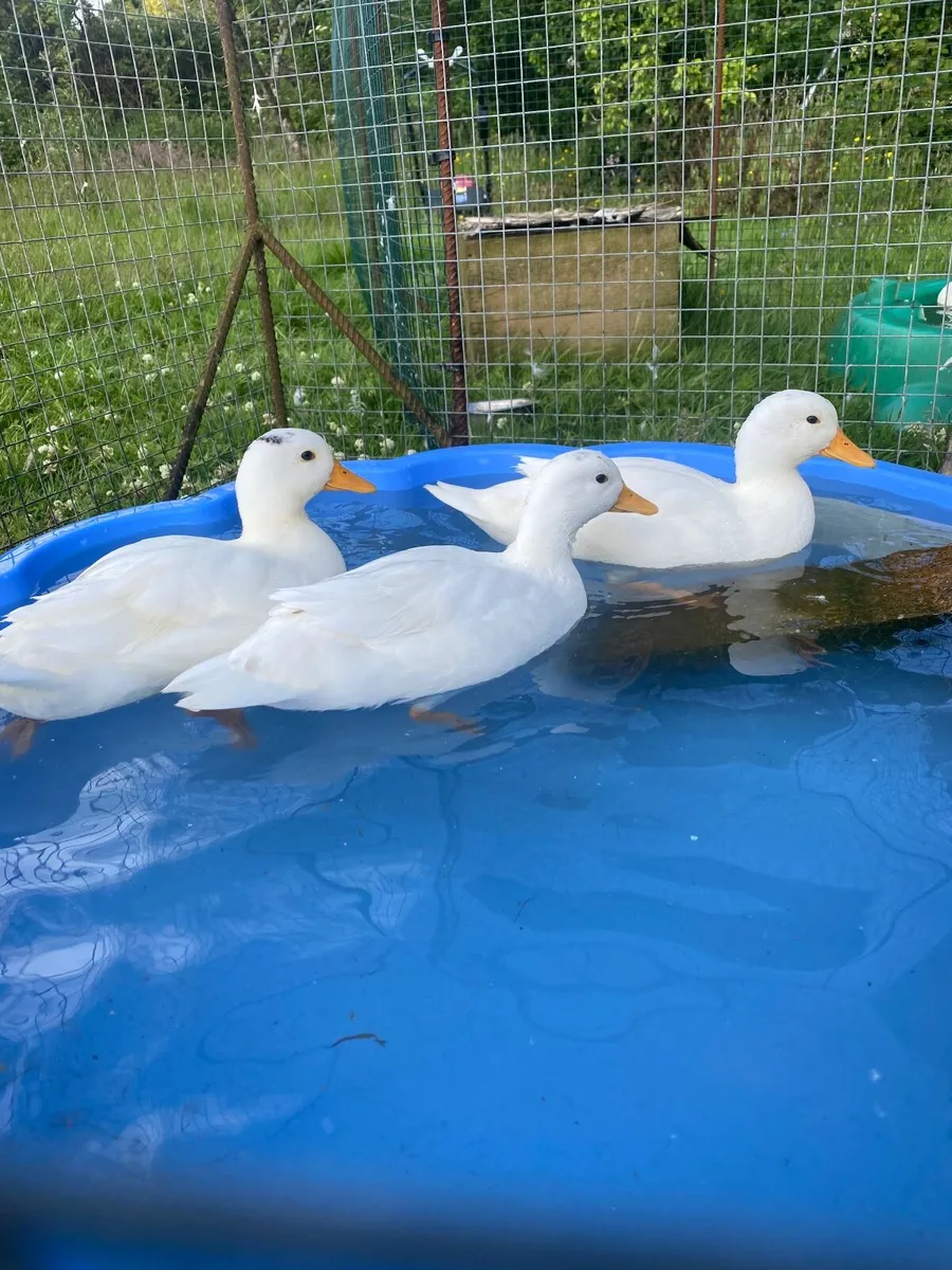 Call ducks - Image 2