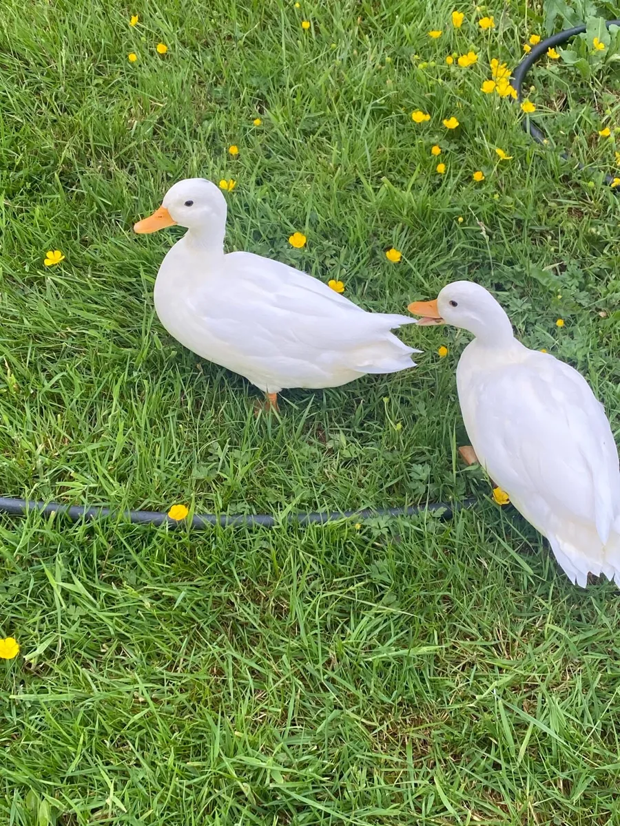 Call ducks - Image 3