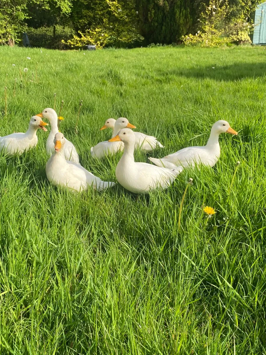 Call ducks - Image 4