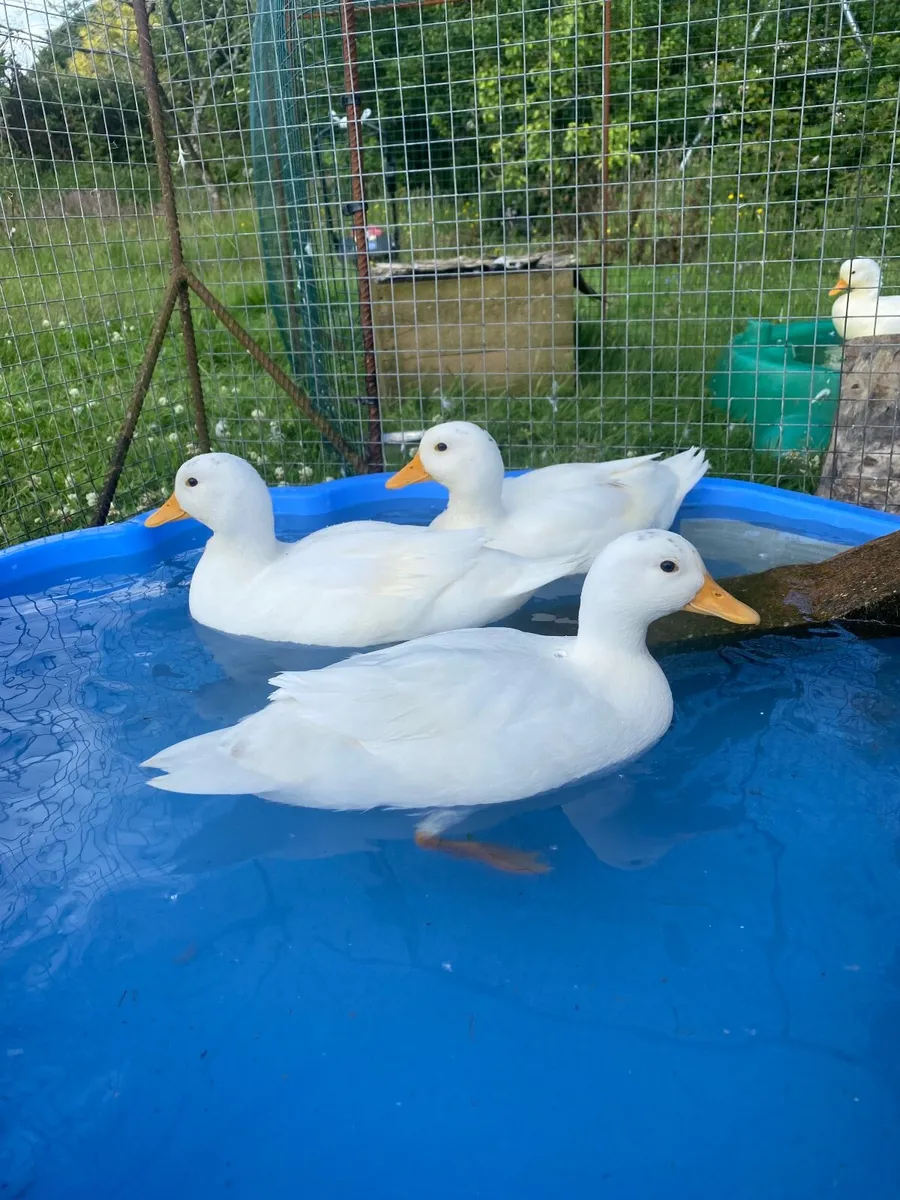 Call ducks - Image 1