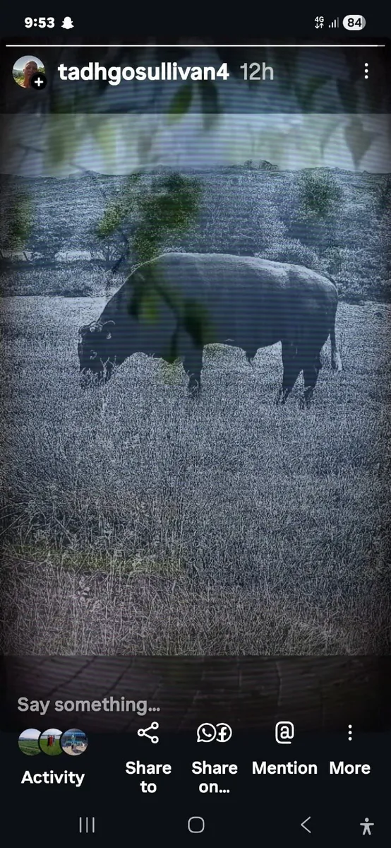 Beef cattle - Image 1